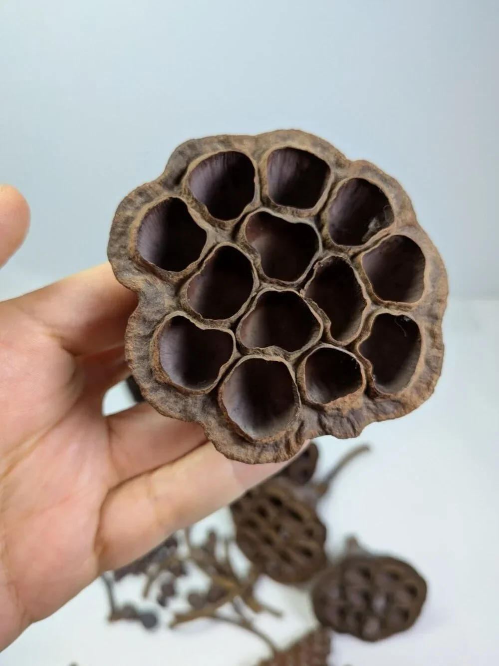 Dried Lotus Pods Pine Cones 35 pc Lot Craft Floral Arrangement Decor Botanical